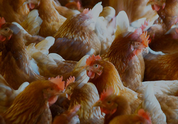 Feed Additives in Animal Nutrition and Health Products in Egypt